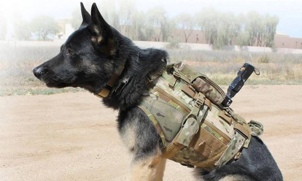 Dogs of War! Οι σκύλοι-κατάσκοποι της βρετανικής SAS εξοπλίζονται με υπερσύγχρονα γιλέκα (Βίντεο)